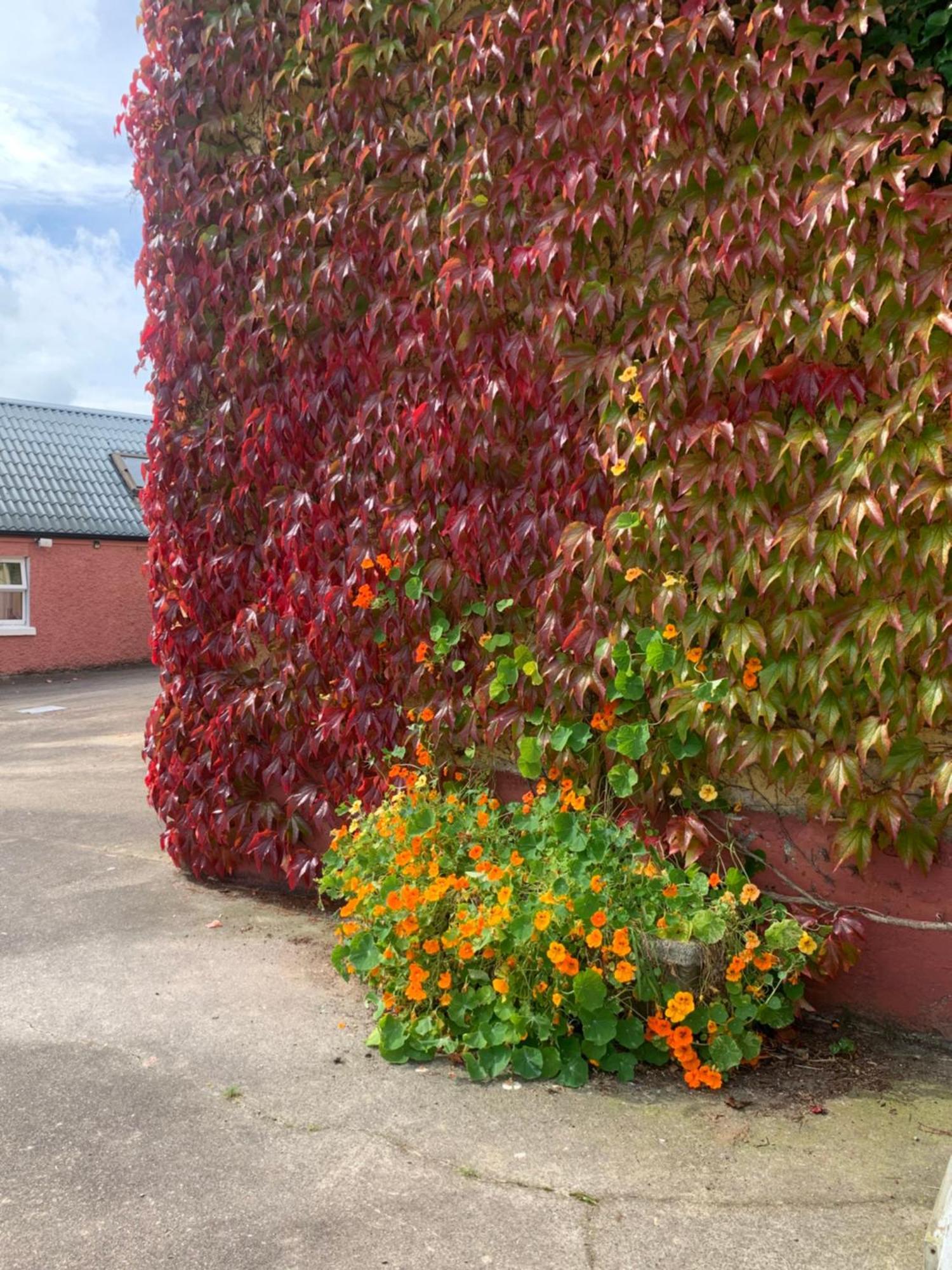 Wisteria Cottage باليكونيل المظهر الخارجي الصورة
